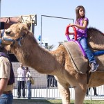 2012 02 18 Riverside County Fair and Date Festival young girl takes a camel ride | Flickr – Photo Sharing!