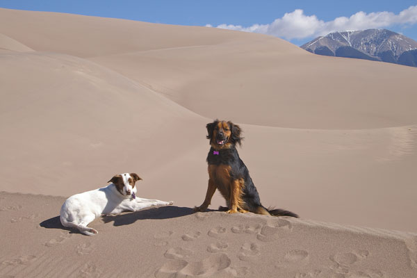 Best Dogs for the Desert