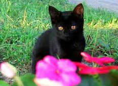 Mini-Panthers for Adoption