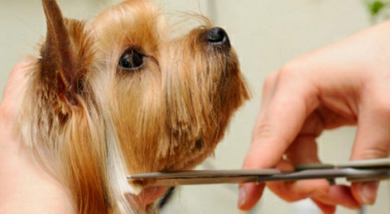 Voice Your Support on June 18 for Pet Grooming Bill SB 969