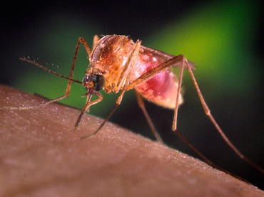 West Nile virus epidemic the worst America has ever seen