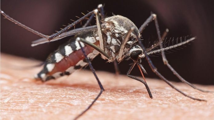 ADULT MOSQUITO CONTROL APPLICATIONS PLANNED FOR PALM SPRINGS